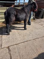 Te koop 2 shetlander ruinen, Minder dan 160 cm, Ruin, Gechipt, 11 jaar of ouder