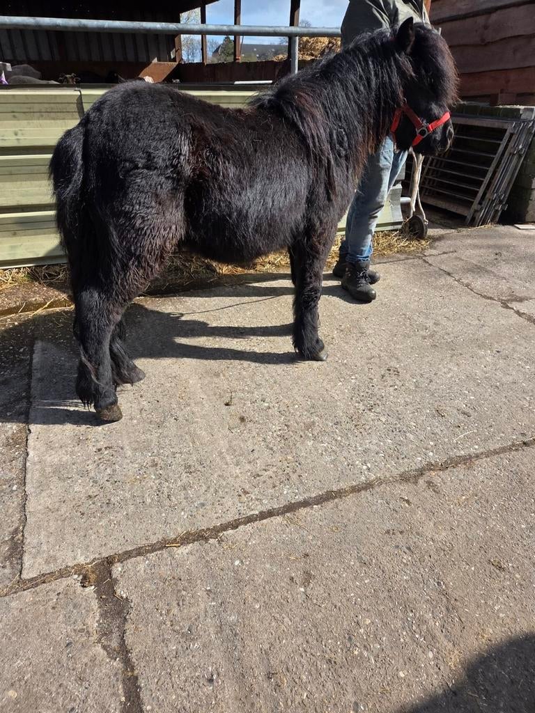 Te koop 2 shetlander ruinen, Dieren en Toebehoren, Paarden, Ruin, Minder dan 160 cm, 11 jaar of ouder, Recreatiepaard, Gechipt