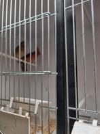 1-1 rodekardinalen 2025, Dieren en Toebehoren, Meerdere dieren, Wildzangvogel, Geringd