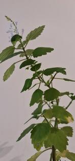 Ernsti Mintbonsai Plectranthus met bloemen, ruikt lekker, Huis en Inrichting, In pot, Minder dan 100 cm, Bloeiende kamerplant