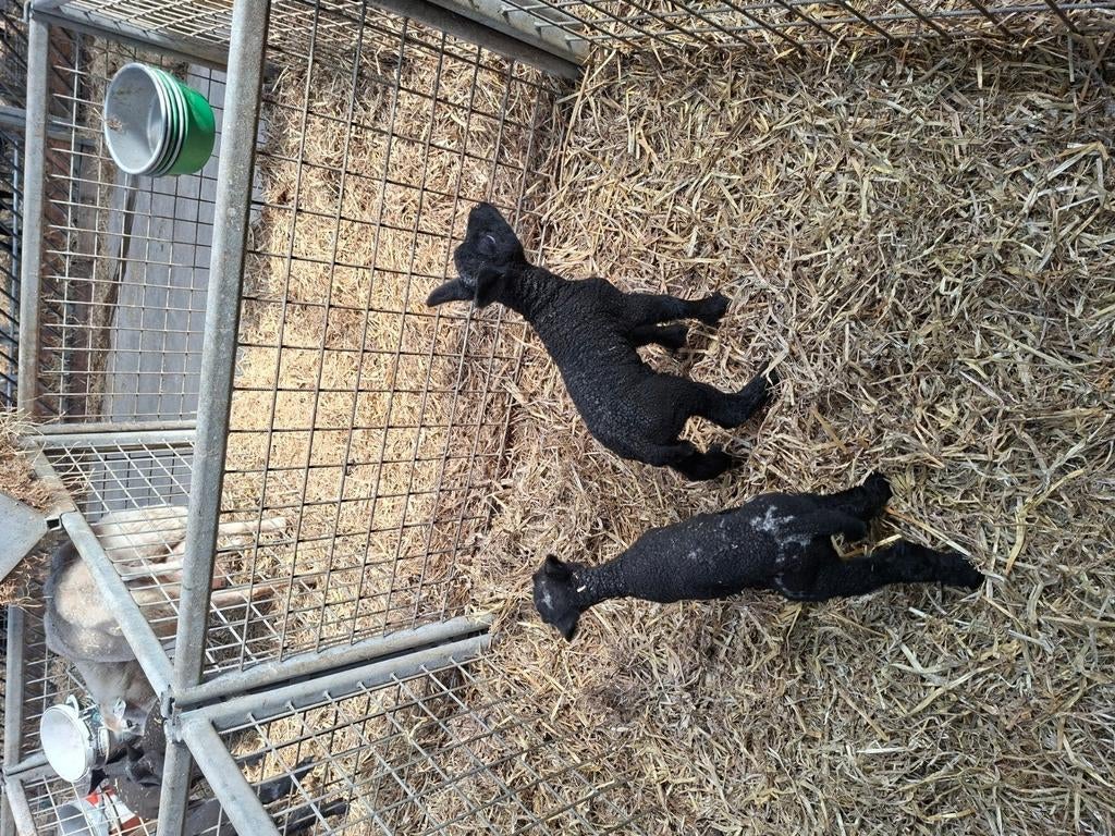 Fleslammeren  te koop  bonte / texelaar swifter, Dieren en Toebehoren, Schapen, Geiten en Varkens, Meerdere dieren, Schaap