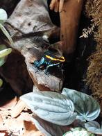 2.0 phyllobates vittatus, Dieren en Toebehoren, Reptielen en Amfibieën, 0 tot 2 jaar
