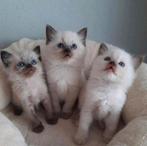Ragdoll kittens met stamboom, Meerdere dieren, Met stamboom, 0 tot 2 jaar