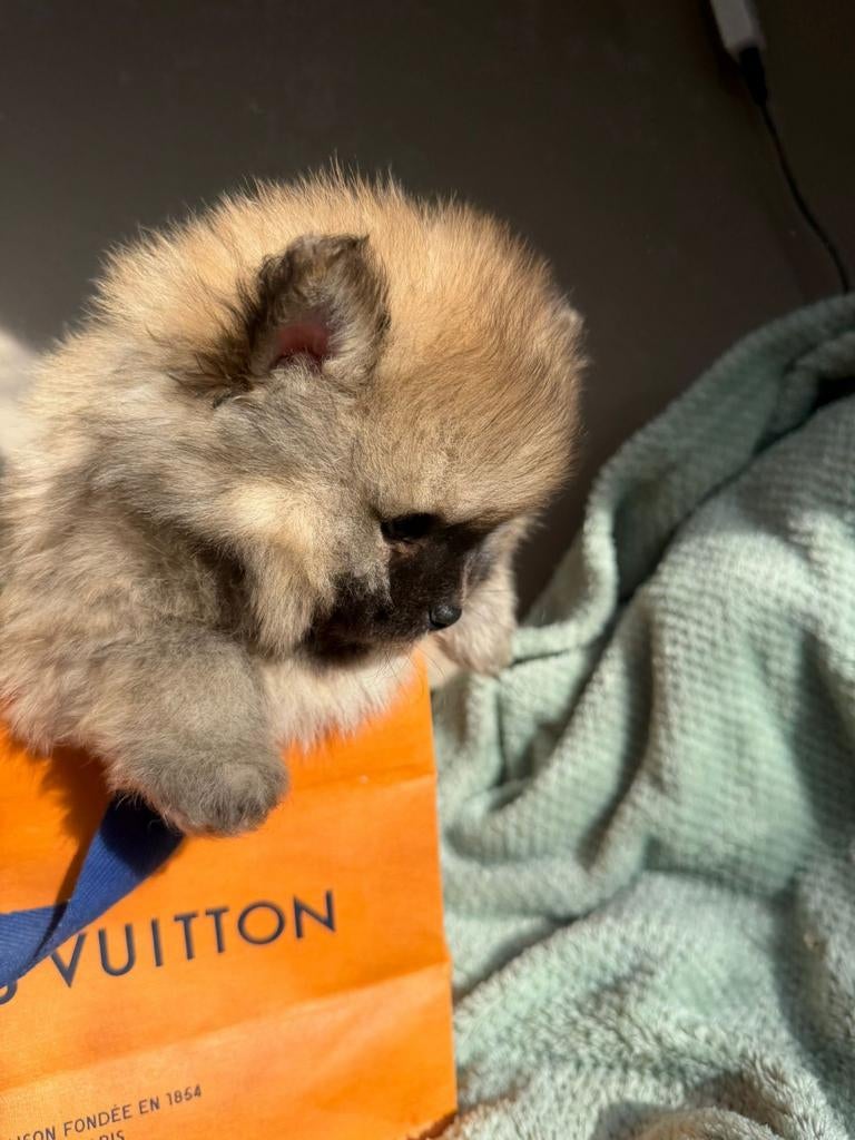 Pomeriaan pups, Parvo, Overige rassen, 8 tot 15 weken, Meerdere