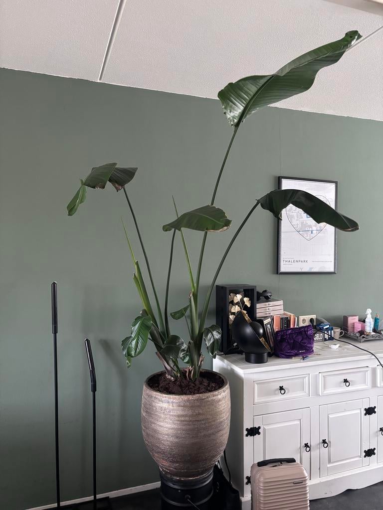 Grote Strelitzia (Paradijsvogelplant) - ca. 140cm hoog, Huis en Inrichting, Ophalen, 100 tot 150 cm, Overige soorten, Halfschaduw