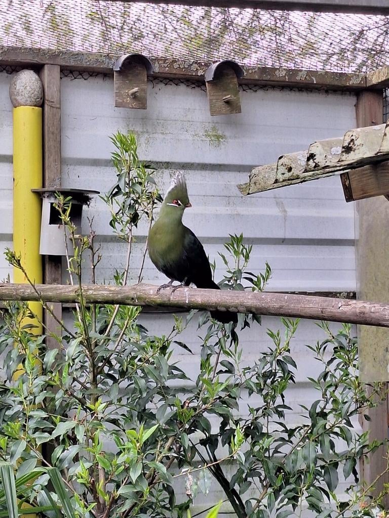 Overjarige Livingstone Toerako, Mannelijk