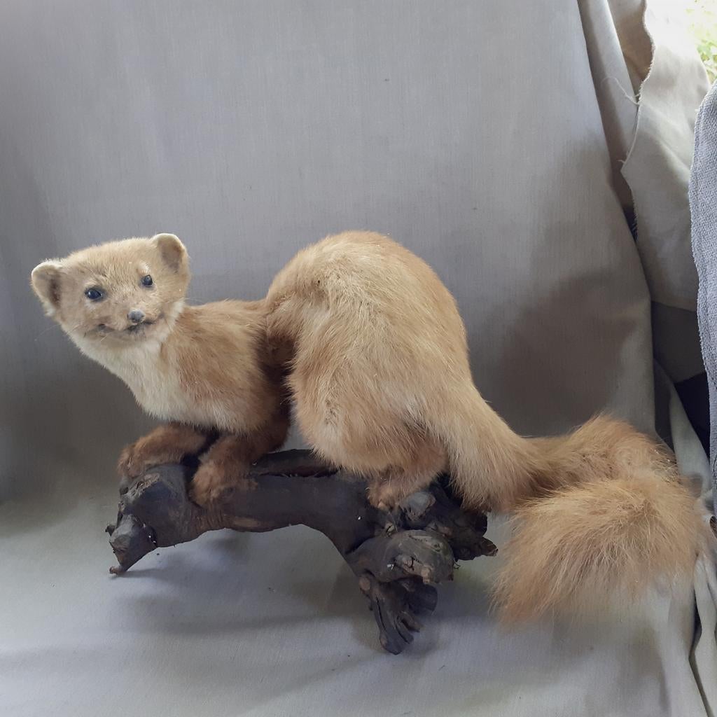 Opgezette Marter op boomstronk, Ophalen of Verzenden, Nieuw, Vogel, Opgezet dier