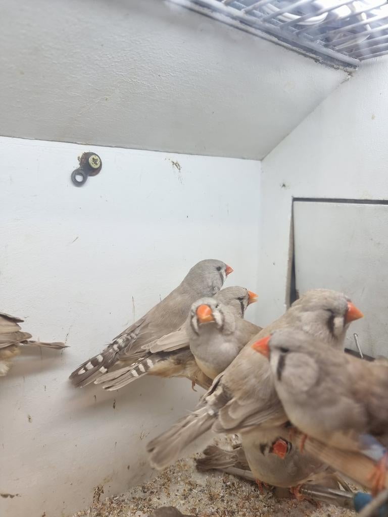 Te koop poppen split charcoal
bruin & grijze & masker, Dieren en Toebehoren, Vogels | Overige Vogels, Vrouwelijk