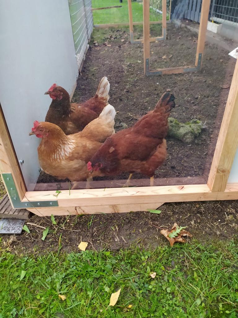 Plexiglas panelen, voor enorm veel doeleinden te gebruiken!, Ophalen, Nieuw