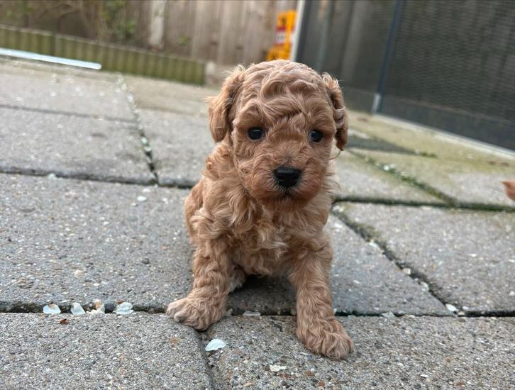 Toypoedel puppy’s, Dieren en Toebehoren, Honden | Chihuahua's en Gezelschapshonden, Meerdere dieren, Poedel, Particulier, Meerdere