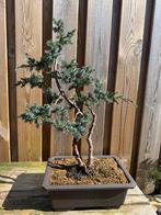 Juniperus Bonsai - Unieke Vorm, Volle zon, Vaste plant, Bloeit niet, Ophalen