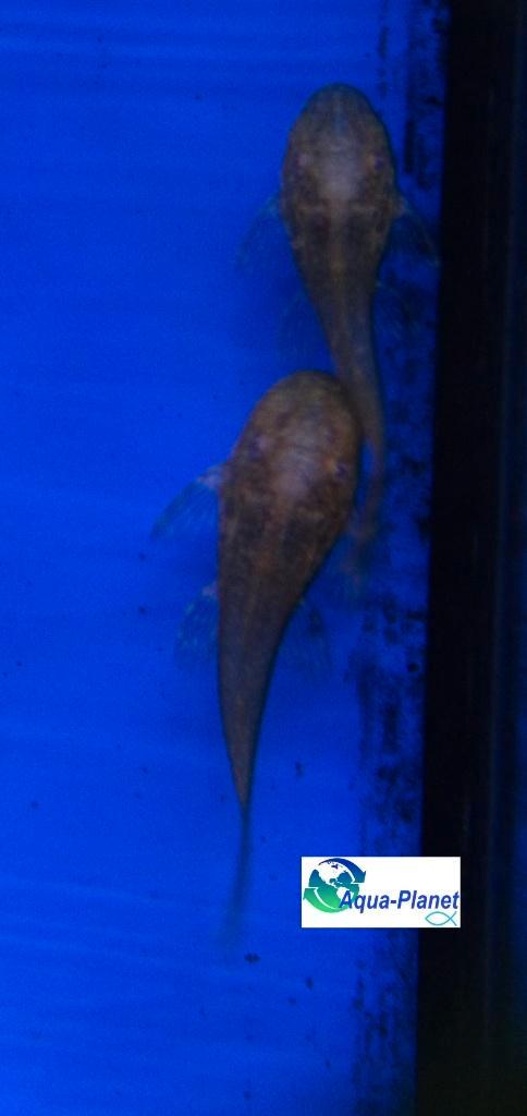 Ancistrus spec. "Gold", Dieren en Toebehoren, Vissen | Aquariumvissen, Zoetwatervis, Vis