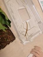 Wandelende takken, Ophalen, Rechthoek