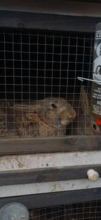 Jonge konijntjes kruising Vlaamse reuze, Dieren en Toebehoren, Konijnen, Meerdere dieren, Groot, Hangoor