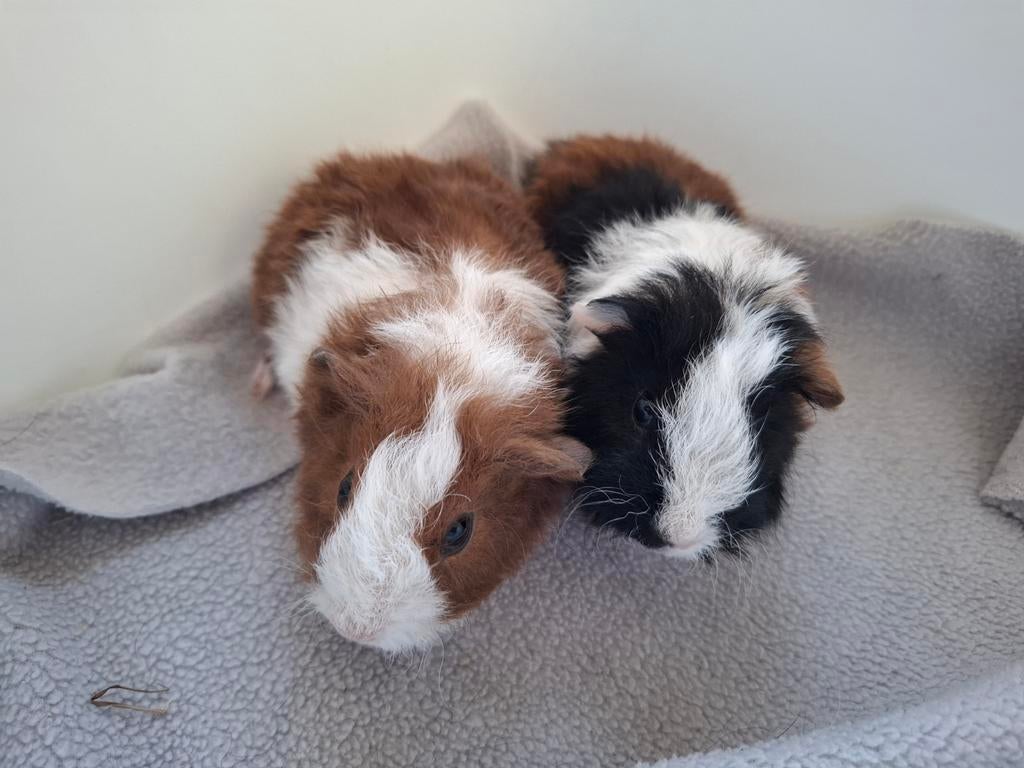 2 lieve jonge cavia beertjes sheltie en kruin mix, Dieren en Toebehoren, Mannelijk, Tam, Maart, Cavia