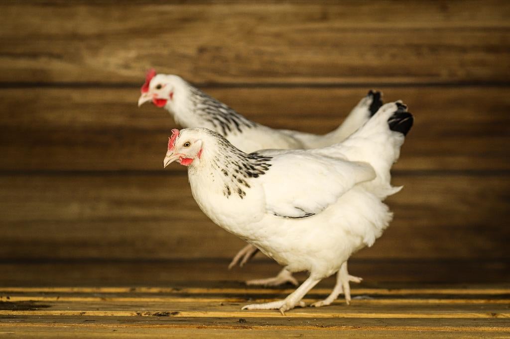 Goede leggers | Sussex Columbia | Passend advies, Vrouwelijk, Kip