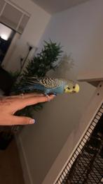 valkparkieten INCLUSIEF grote kooi en speelgoed, Dieren en Toebehoren, Meerdere dieren, Parkiet