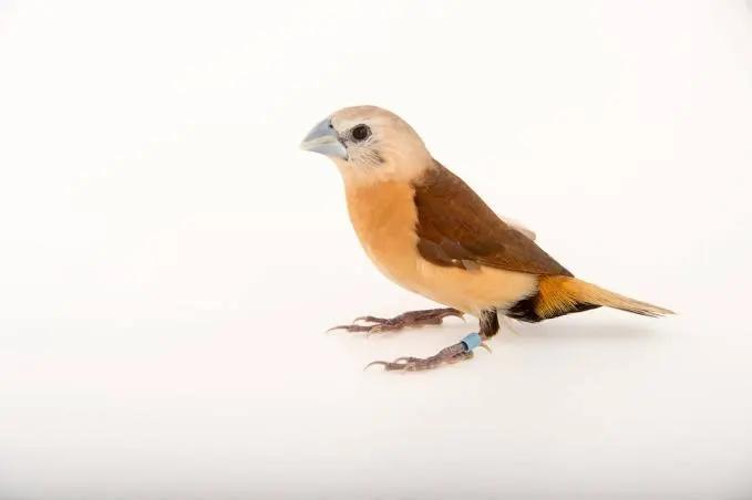 Gele rietvinken Lonchura flaviprymna, Dieren en Toebehoren, Mannelijk, Geringd