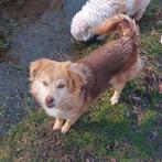 Lotte is ter adoptie!, Dieren en Toebehoren, Honden | Niet-rashonden, Handelaar, 1 tot 2 jaar, Buitenland, Teef