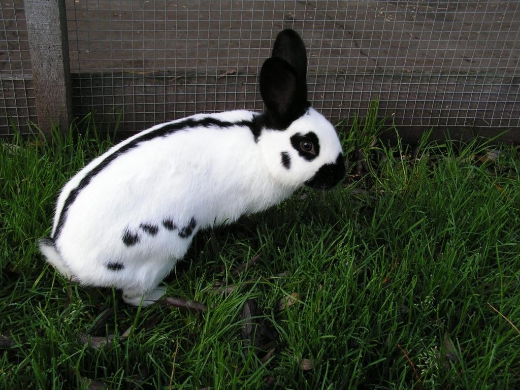 Lotharinger | Mooie konijnen | Lieve dieren | Passend advies, Dieren en Toebehoren, Konijnen, Meerdere dieren, Groot, 0 tot 2 jaar
