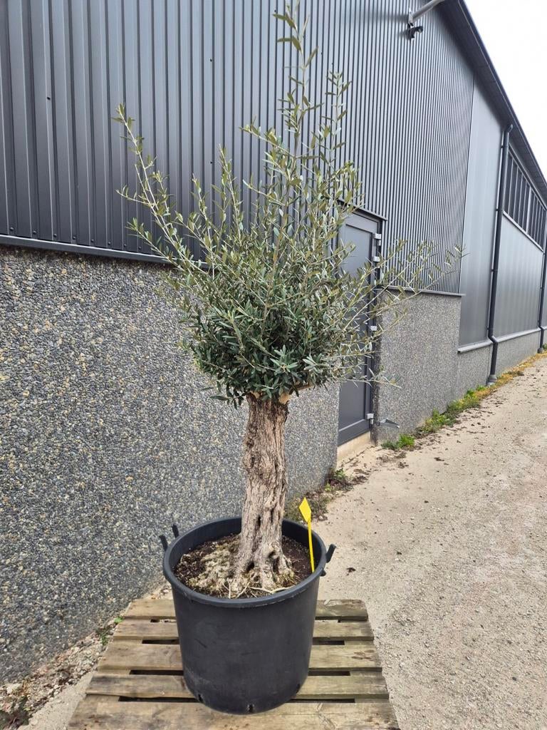 Olijfboom, Ophalen, Overige soorten, Halfschaduw