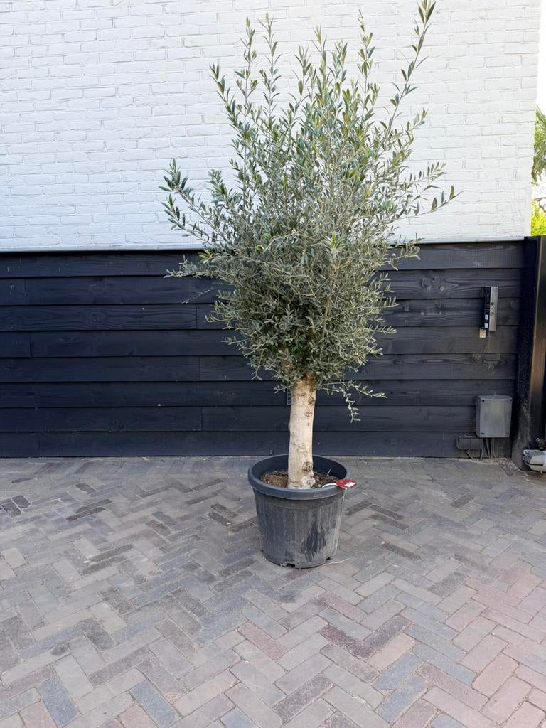 Olijfboom stamomtrek 30/40 cm, Tuin en Terras, Planten | Bomen, Volle zon, Ophalen of Verzenden, 100 tot 250 cm, Olijfboom