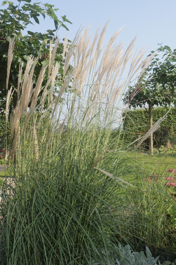miscanthus  prachtriet, Tuin en Terras, Planten | Tuinplanten, Ophalen, Volle zon, Vaste plant, Siergrassen
