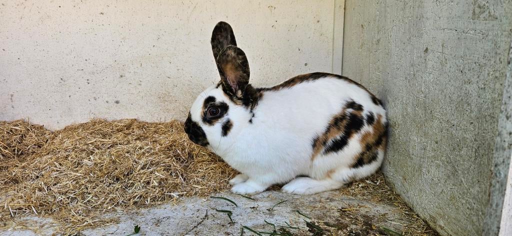 Rijnlander middelgroot. Te koop, Mannelijk, Middelgroot, 0 tot 2 jaar