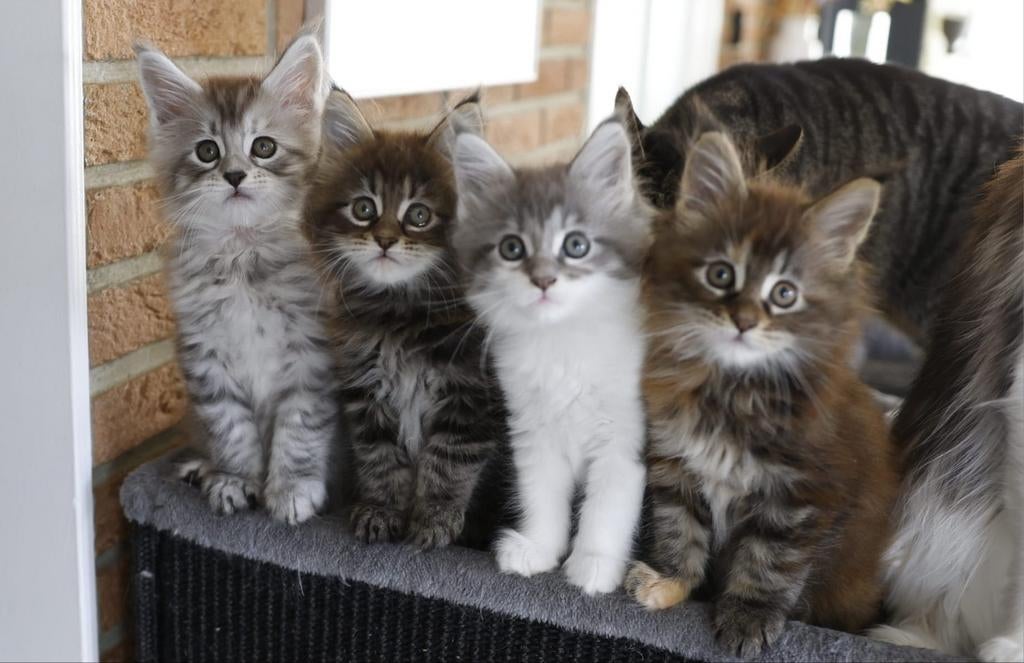 Maine Coon kittens zoeken nieuw personeel, Meerdere dieren, Gechipt, 0 tot 2 jaar