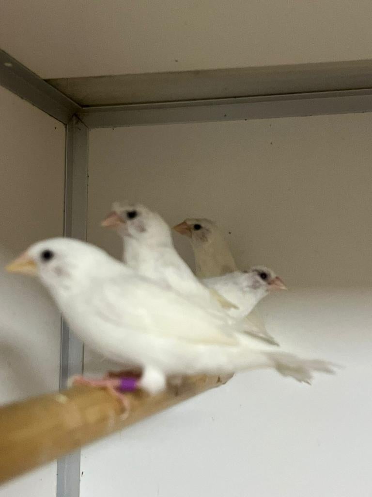 Meerdere mooie Japanse meeuwen, Meerdere dieren