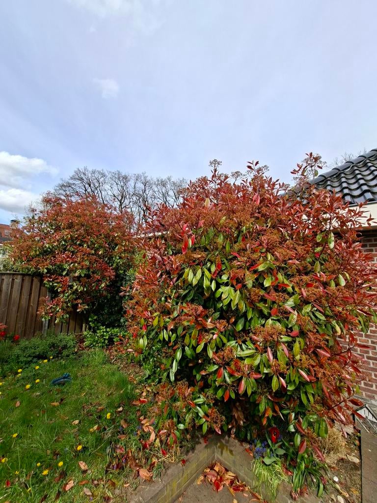 Glanzmispel (Photinia Fraseri Red Robin), Tuin en Terras, Ophalen