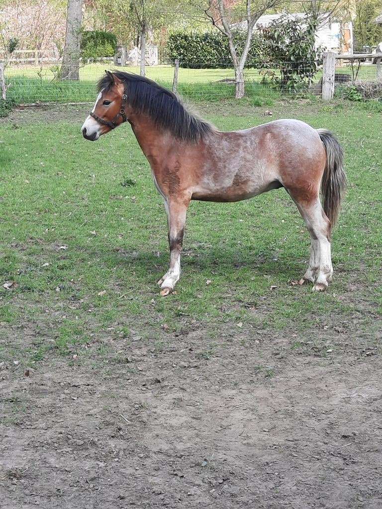 Jaarling A Welsh hengst., Hengst, A pony (tot 1.17m), 0 tot 2 jaar