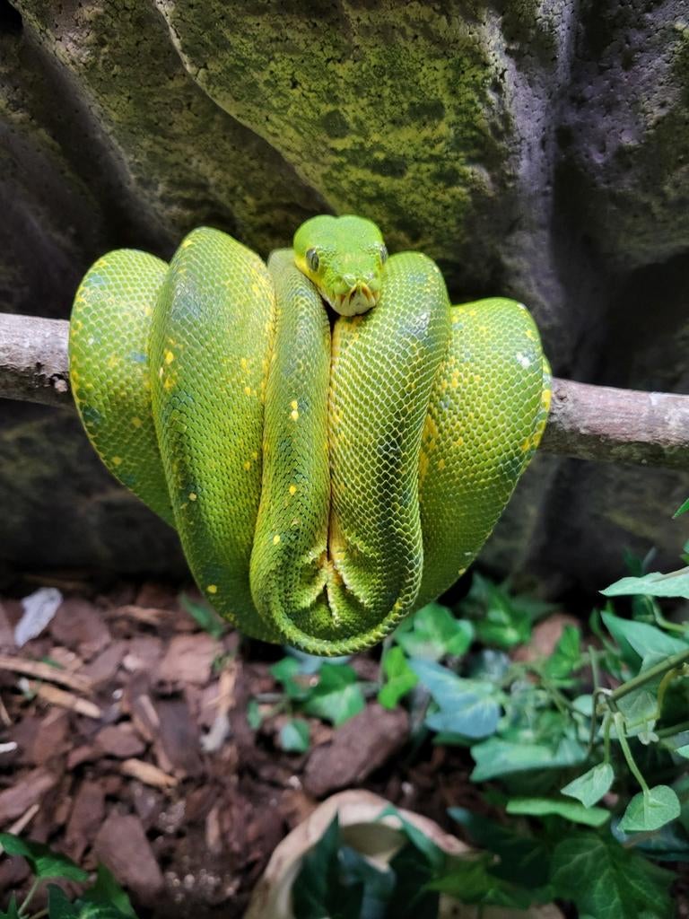 Groene boompython vrouw Green Tree Python - female for sale from Dennis