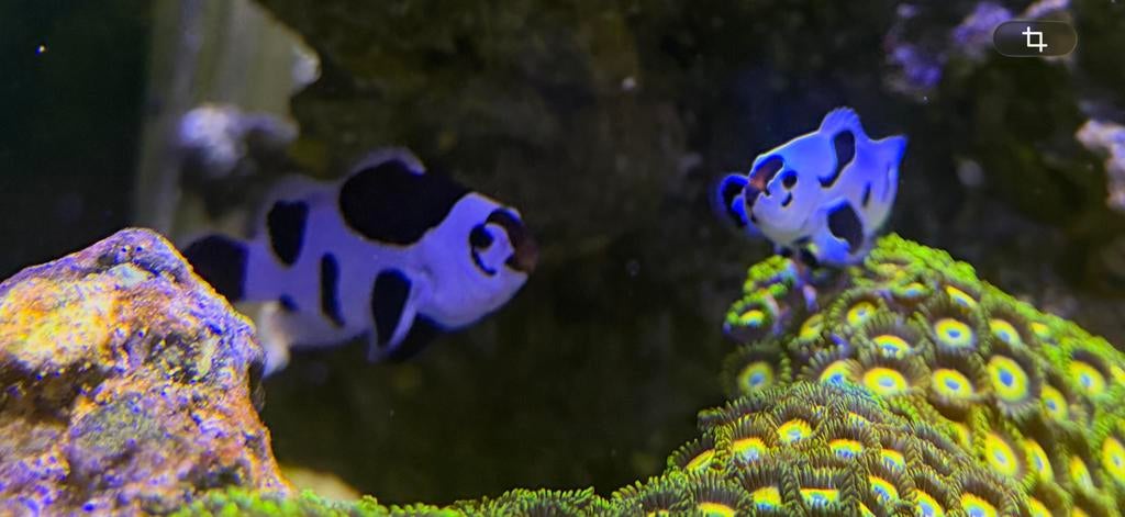 Koppel Amphiprion Ocellaris Mocha Storms, Dieren en Toebehoren, Vis