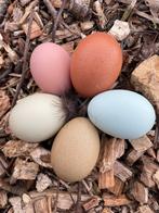 Broedeieren dubbeldoel kleurleggers eastereggers, Dieren en Toebehoren, Pluimvee, Geslacht onbekend, Kip