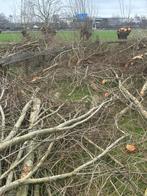 Grais af te halen Knotwilgen takken, Ophalen