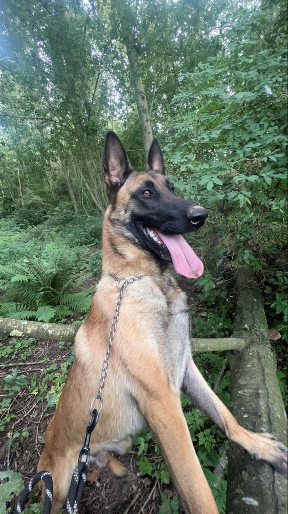 Mechelse herder, Dieren en Toebehoren, Honden | Herdershonden en Veedrijvers, Reu, Herder, Particulier, Eén hond, België, 3 tot 5 jaar