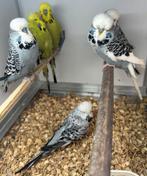 Engelse parkieten, Meerdere dieren, Parkiet