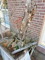 Olijfboom, Tuin en Terras, Ophalen, Volle zon, Vaste plant, Fruitplanten