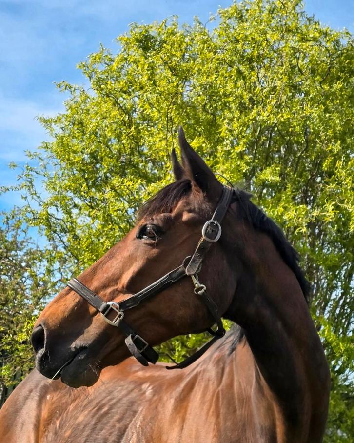 Super vrolijke werkwillige 8jarige merrie (2018) 164cm, Dieren en Toebehoren, Paarden