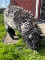 Twee lieve lammetjes, Dieren en Toebehoren, Mannelijk, Schaap