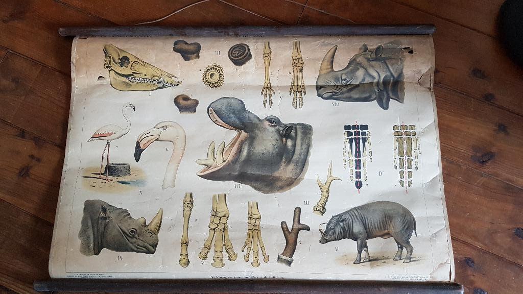 Vintage schoolplaat. Her en der beschadigd, Antiek en Kunst, Antiek | Schoolplaten, Ophalen, Natuur en Biologie