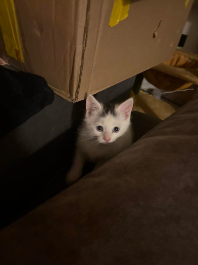 Lieve kittens zoeken een nieuw thuis, Dieren en Toebehoren, Kater, Ontwormd, 0 tot 2 jaar