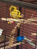 Kakariki, Meerdere dieren, Parkiet