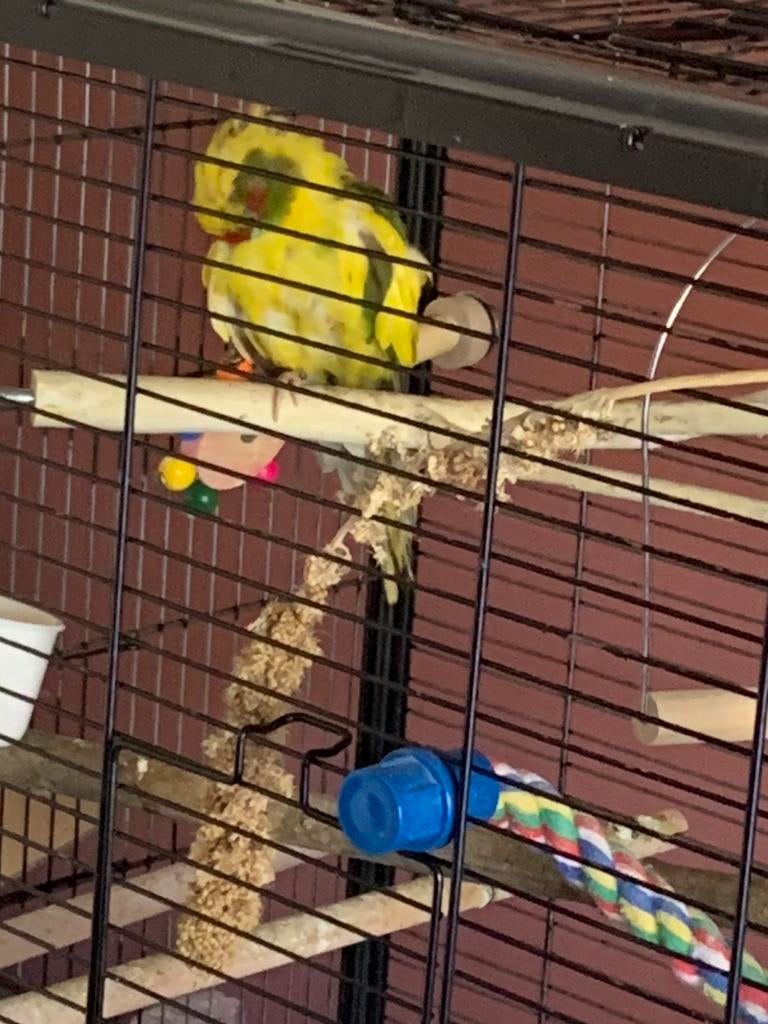 Kakariki, Dieren en Toebehoren, Vogels | Parkieten en Papegaaien, Parkiet, Meerdere dieren