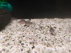 Luipaard Corydoras, Dieren en Toebehoren, Vissen | Aquariumvissen, Vis, Zoetwatervis, Schoolvis
