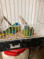 Koppel Turquisine parkieten, Meerdere dieren, Parkiet