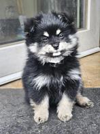 Pommeriaan dwergkeeshond nog 1 beschikbaar black en tan, Parvo, België, Particulier, 8 tot 15 weken