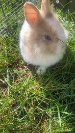 Konijn, Dieren en Toebehoren, Konijnen, Mannelijk, Dwerg