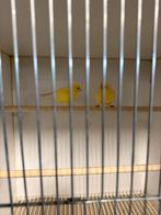 Kanaries mannen&poppen, Meerdere dieren, Kleurkanarie